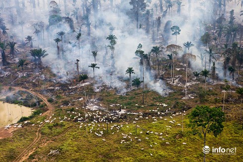 Sự tàn phá khủng khiếp của bùng nổ dân số - ảnh 8