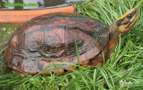 Bí ẩn loài rùa đắt như vàng ròng ở rừng nam Trung Bộ - ảnh 17