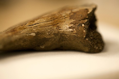 Tìm thấy mẫu máu trong hóa thạch khủng long 75 triệu năm tuổi - ảnh 2