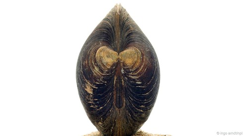 Những sinh vật