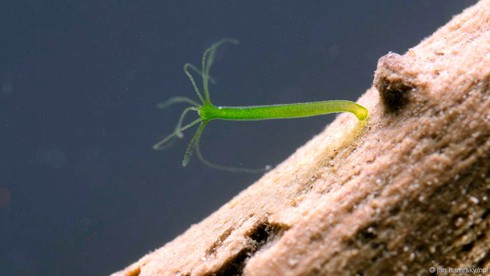 Những sinh vật