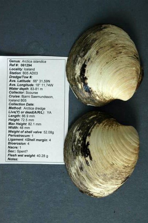 Những sinh vật