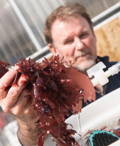 Không còn gạo, con người sẽ ăn gì? - ảnh 7