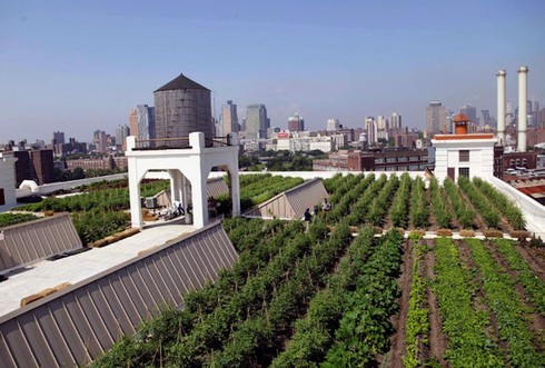 Không còn gạo, con người sẽ ăn gì? - ảnh 5