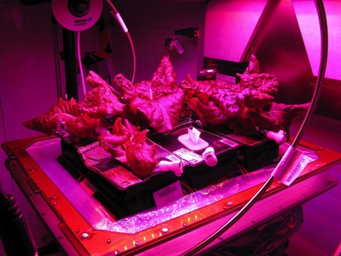 Không còn gạo, con người sẽ ăn gì? - ảnh 11