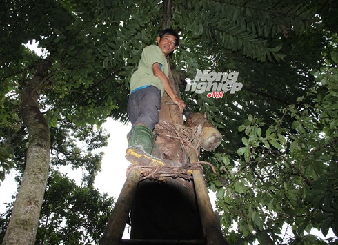 Độc đáo chuyện 'đục cây lấy rượu' - ảnh 3