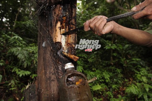 Độc đáo chuyện 'đục cây lấy rượu' - ảnh 4