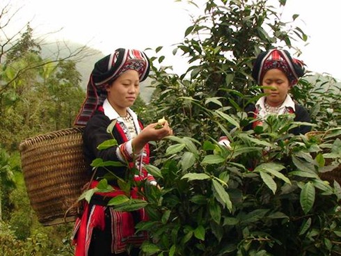 Australia hỗ trợ quỹ phụ nữ phát triển nông nghiệp tại Việt Nam - ảnh 1