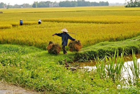 Tỉnh Bắc Giang đạt 100% tiêu chí bưu điện trong xây dựng nông thôn mới - ảnh 1