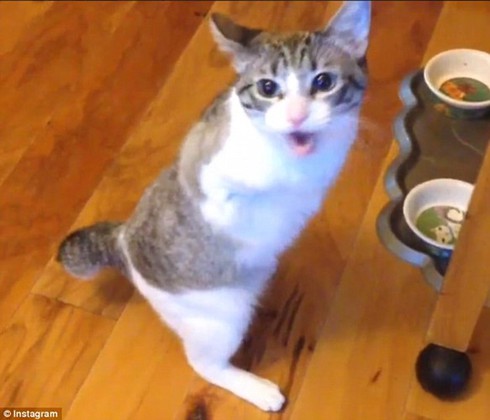 Able- chú mèo dễ thương ở Thái Lan dù bị cụt đuôi và 2 chân trước - ảnh 10