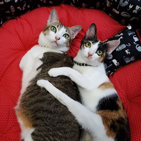 Able- chú mèo dễ thương ở Thái Lan dù bị cụt đuôi và 2 chân trước - ảnh 5