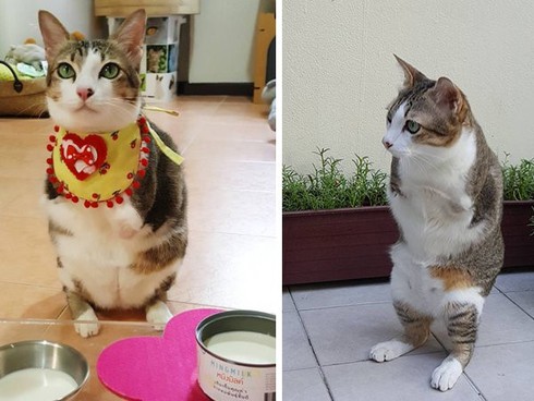 Able- chú mèo dễ thương ở Thái Lan dù bị cụt đuôi và 2 chân trước - ảnh 6