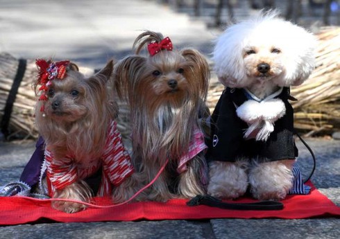 Ngôi đền giúp cầu phúc cho các loại vật nuôi - ảnh 1