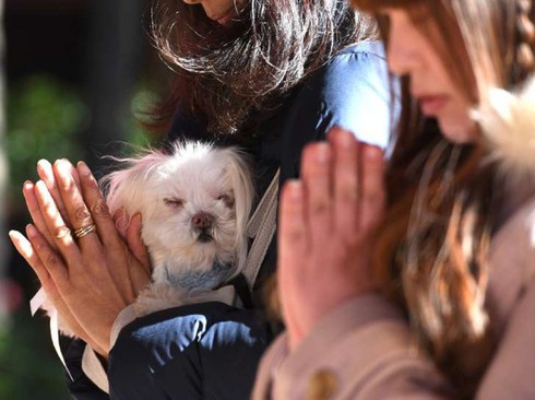 Ngôi đền giúp cầu phúc cho các loại vật nuôi - ảnh 2