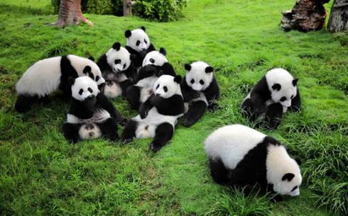 Tại sao gấu trúc lại có hai màu đen – trắng - ảnh 2