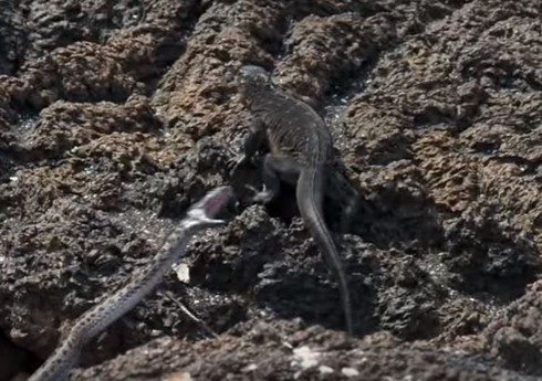 Xem video kỳ nhông biển tẩu thoát kỳ diệu khỏi bầy rắn - ảnh 1