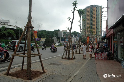 GS Đặng Huy Huỳnh: Không nên trồng đồng loạt lát hoa ở đường Nguyễn Chí Thanh - ảnh 1