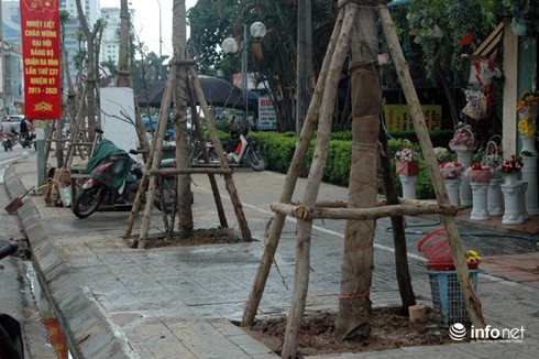 GS Đặng Huy Huỳnh: Không nên trồng đồng loạt lát hoa ở đường Nguyễn Chí Thanh - ảnh 2