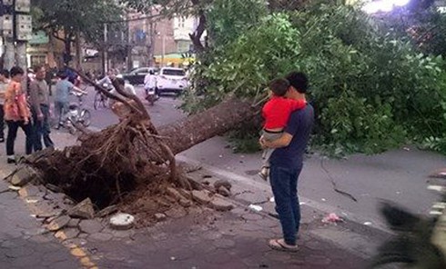 Cây cổ thụ đổ chắn ngang đường đè lên một số xe máy trên vỉa hè - ảnh 1