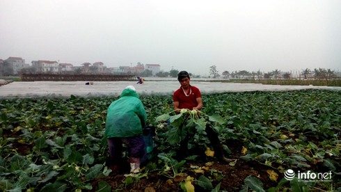 Vi phạm về vệ sinh an toàn thực phẩm: Mức án 20 năm tù có lẽ còn quá nhẹ! - ảnh 1