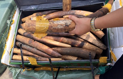 Bắt vụ vận chuyển hơn 300kg ngà voi qua đường hàng không - ảnh 1