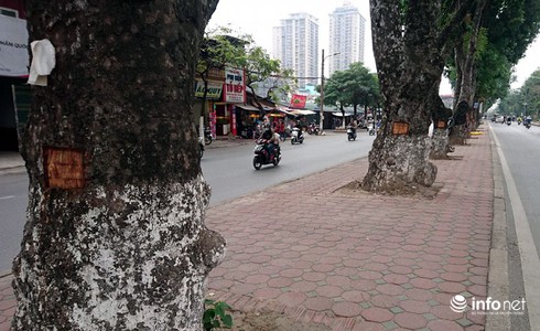 Cụ ông 80 tuổi đẽo vỏ xà cừ trên đường Láng khai gì? - ảnh 2