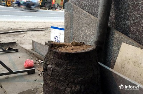 Chặt hạ cây xanh là do ý chí chủ quan của cấp dưới, không có lợi ích nhóm - ảnh 4