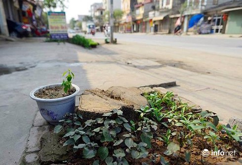 Chặt hạ cây xanh là do ý chí chủ quan của cấp dưới, không có lợi ích nhóm - ảnh 3