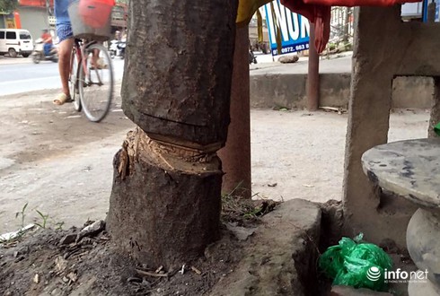 Chặt hạ cây xanh là do ý chí chủ quan của cấp dưới, không có lợi ích nhóm - ảnh 5