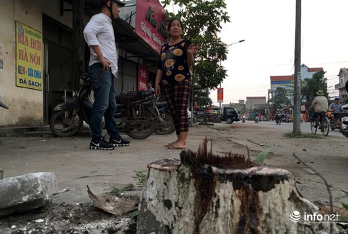 Chặt hạ cây xanh là do ý chí chủ quan của cấp dưới, không có lợi ích nhóm - ảnh 2