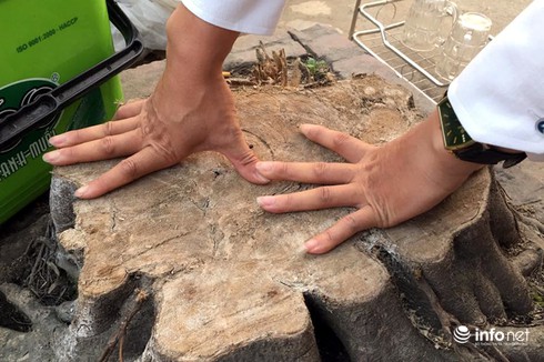 Chặt hạ cây xanh là do ý chí chủ quan của cấp dưới, không có lợi ích nhóm - ảnh 1