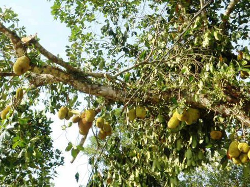 Hà Tĩnh: 3 huyện bị lốc xoáy, 300 nhà tốc mái, 1 người tử vong - ảnh 4