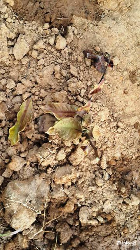 Chè chết cháy vì nắng nóng kỷ lục tại Hà Tĩnh - ảnh 3