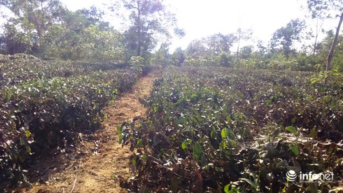 Chè chết cháy vì nắng nóng kỷ lục tại Hà Tĩnh - ảnh 1