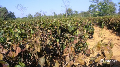 Chè chết cháy vì nắng nóng kỷ lục tại Hà Tĩnh - ảnh 2