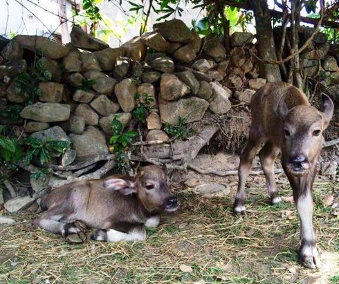 Tò mò đến xem trâu sinh đôi - ảnh 3