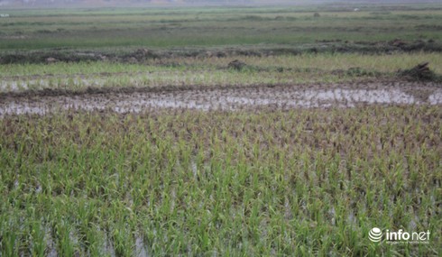 Nông dân xót xa trước hàng ngàn ha lúa mạ chết rét - ảnh 2