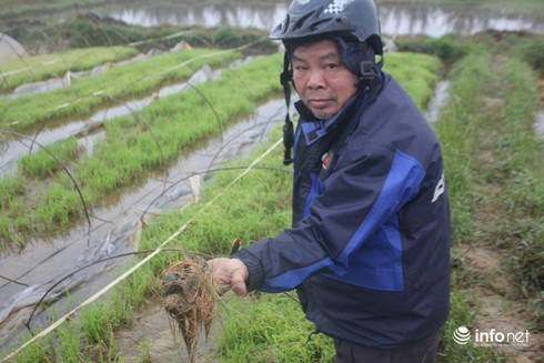 Nông dân xót xa trước hàng ngàn ha lúa mạ chết rét - ảnh 1
