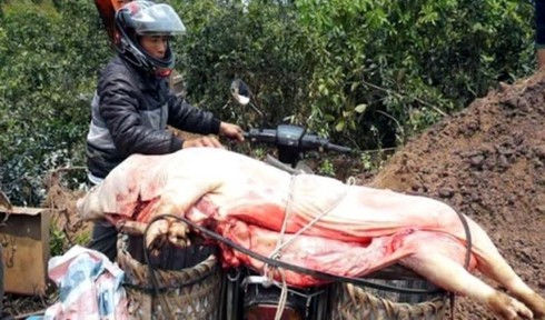 Lợn đã chết do bị bệnh tụ huyết trùng vẫn đem bán ra thị trường - ảnh 1