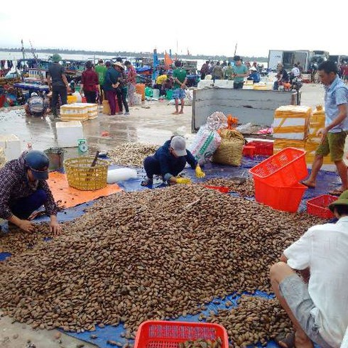 Hà Tĩnh: Khai trương 25 điểm bán hải sản an toàn - ảnh 1