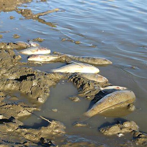 Nghệ An: Nắng nóng, cá tại các hồ đập chết hàng loạt - ảnh 1