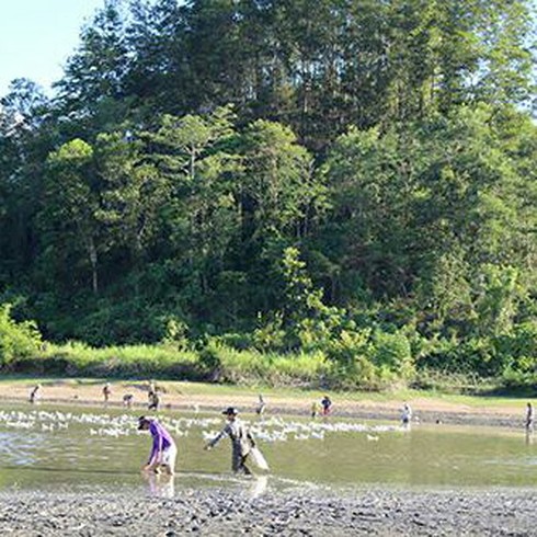 Nghệ An: Nắng nóng, cá tại các hồ đập chết hàng loạt - ảnh 2