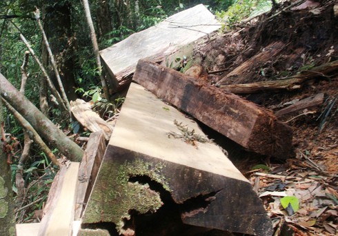 Lấy mẫu phân tích cây pơ mu là gỗ cũ hay gỗ mới? - ảnh 2