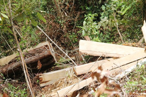 Lấy mẫu phân tích cây pơ mu là gỗ cũ hay gỗ mới? - ảnh 3