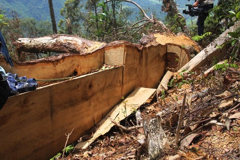 Lấy mẫu phân tích cây pơ mu là gỗ cũ hay gỗ mới? - ảnh 1