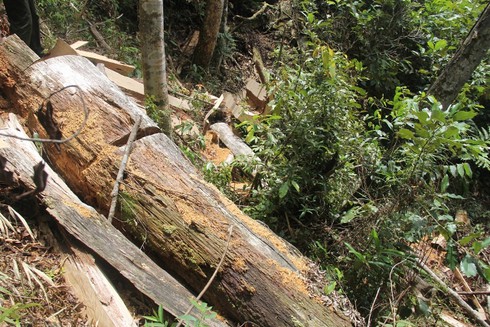 Lấy mẫu phân tích cây pơ mu là gỗ cũ hay gỗ mới? - ảnh 6