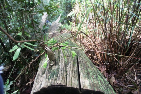 Lấy mẫu phân tích cây pơ mu là gỗ cũ hay gỗ mới? - ảnh 7