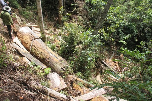 Lấy mẫu phân tích cây pơ mu là gỗ cũ hay gỗ mới? - ảnh 8