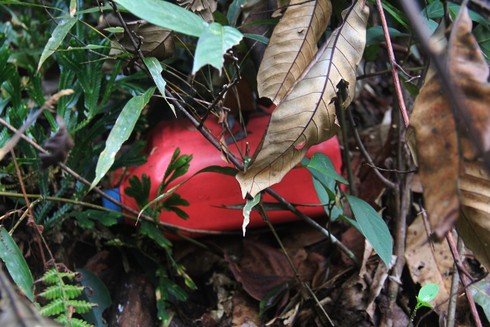 Lấy mẫu phân tích cây pơ mu là gỗ cũ hay gỗ mới? - ảnh 9