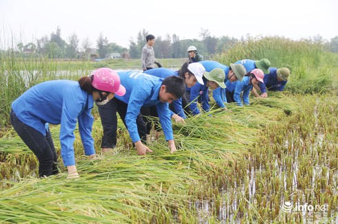 Hà Tĩnh: Đoàn thanh niên ra quân giúp dân gặt lúa